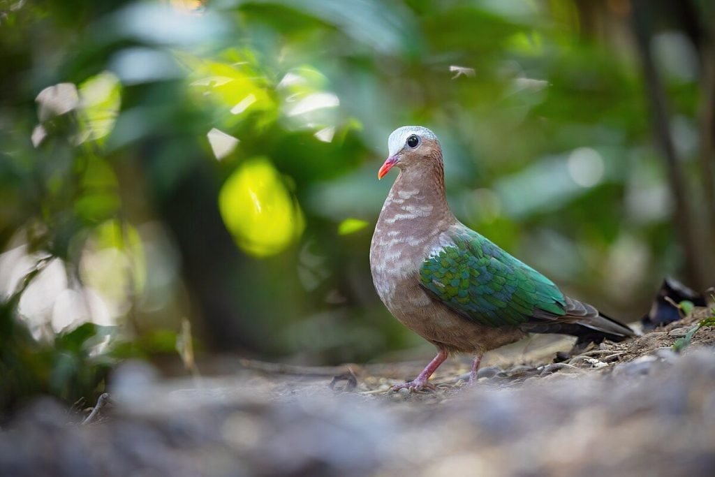 Common Emerald Dove