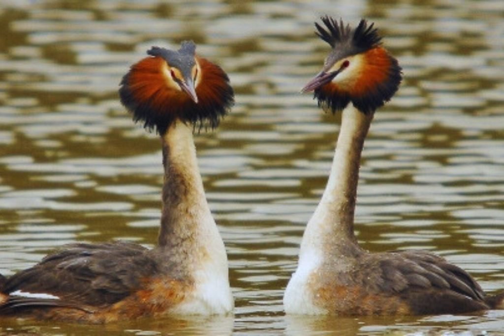 Great Crested Grebe 