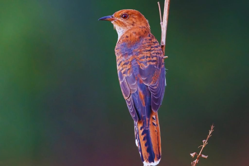Grey-Bellied Cuckoo