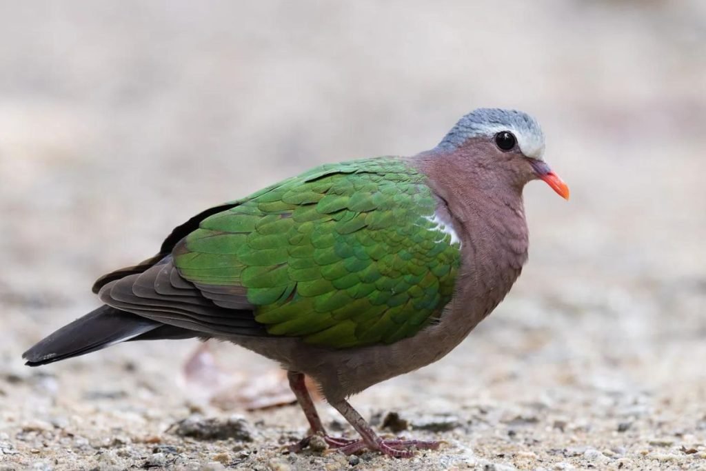 Common Emerald Dove