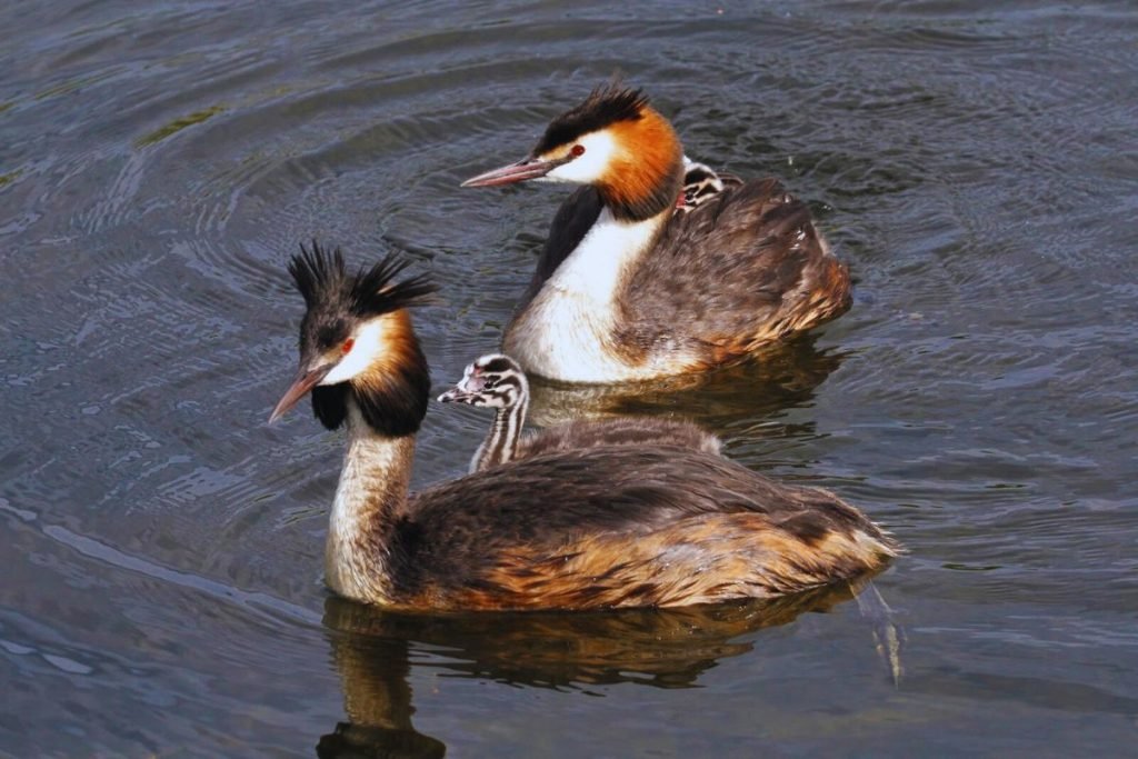 Great Crested Grebe 