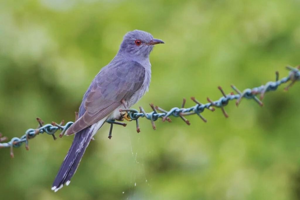 Grey-Bellied Cuckoo