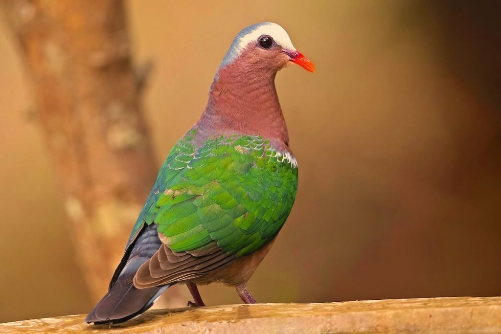 Common Emerald Dove