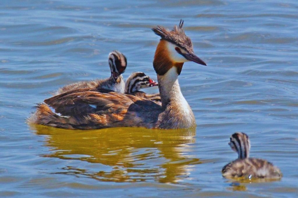 Great Crested Grebe 