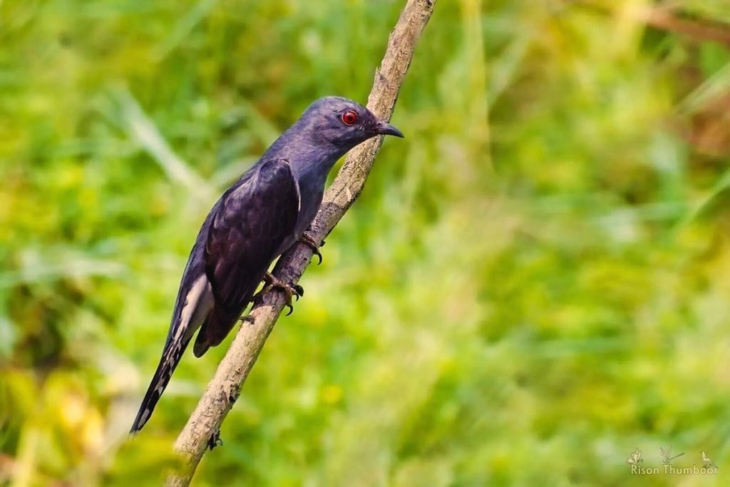 Grey-Bellied Cuckoo