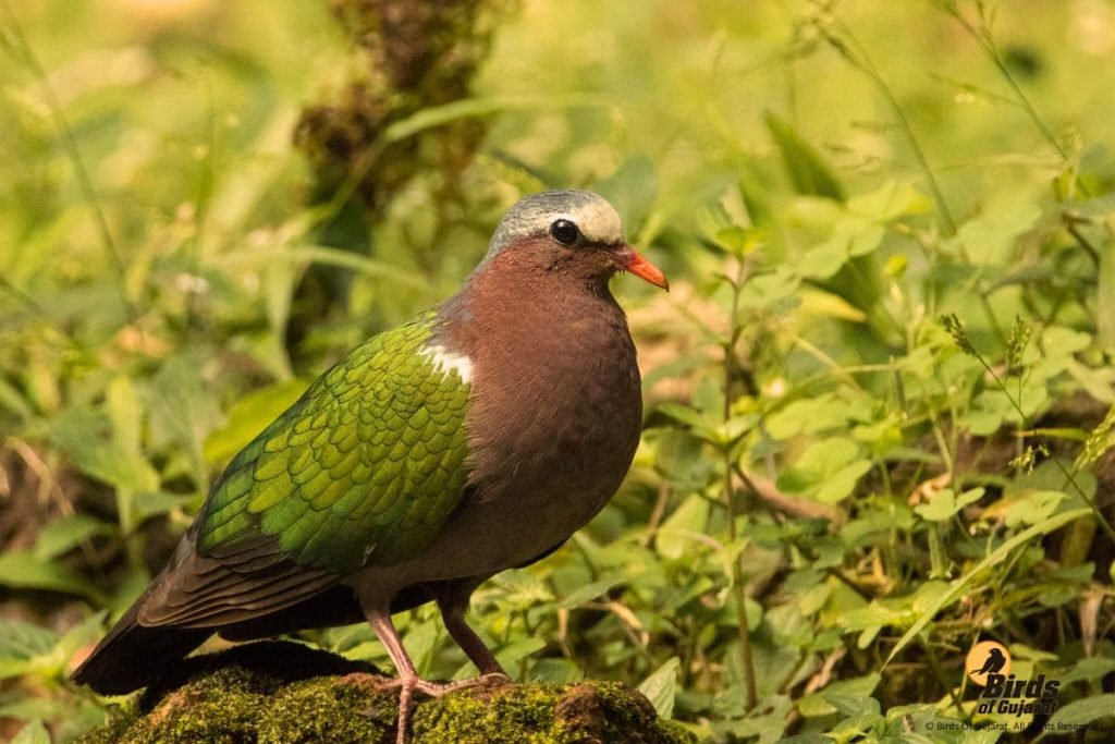 Common Emerald Dove
