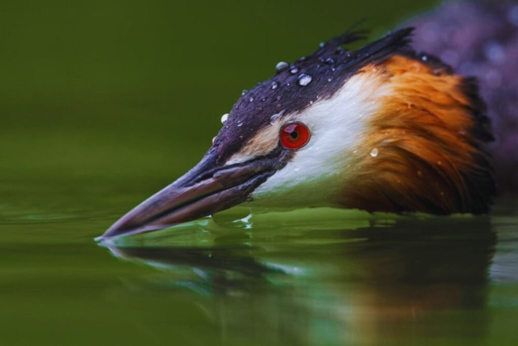 Great Crested Grebe 