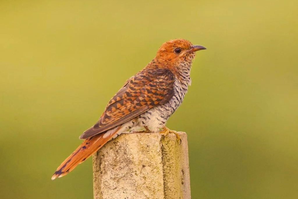 Grey-Bellied Cuckoo