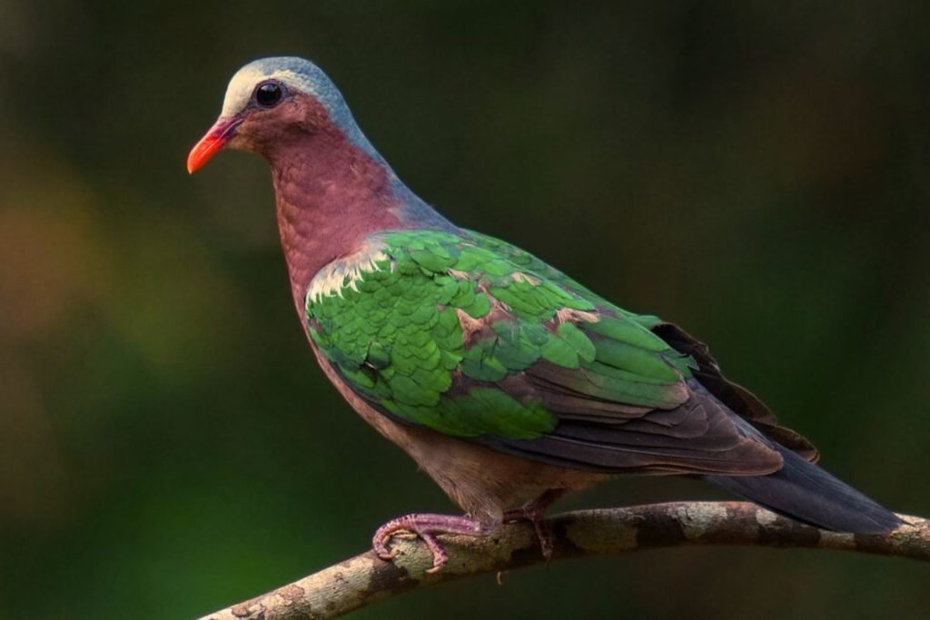 Common Emerald Dove