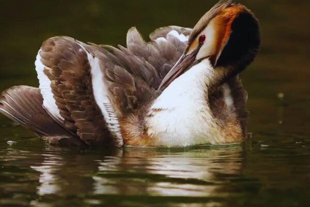 Great Crested Grebe 