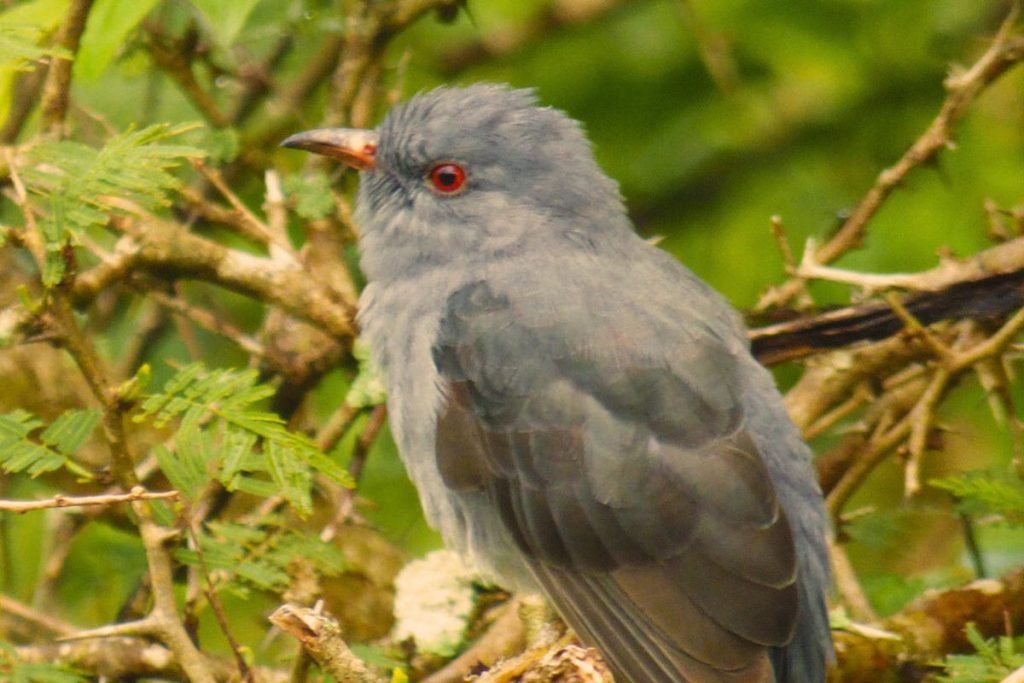 Grey-Bellied Cuckoo