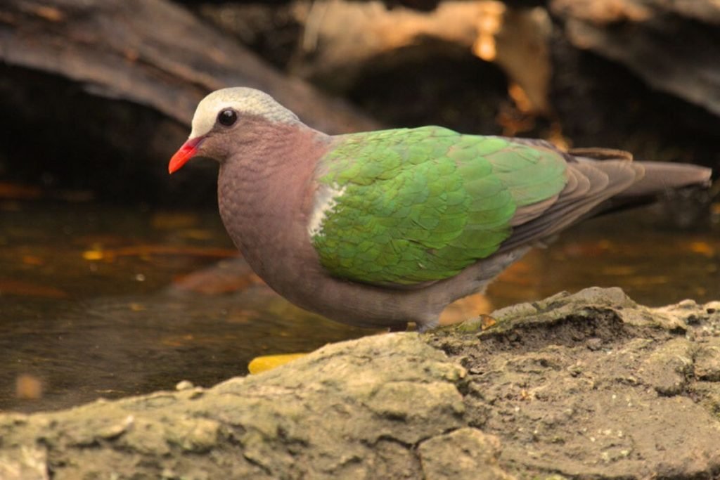 Common Emerald Dove