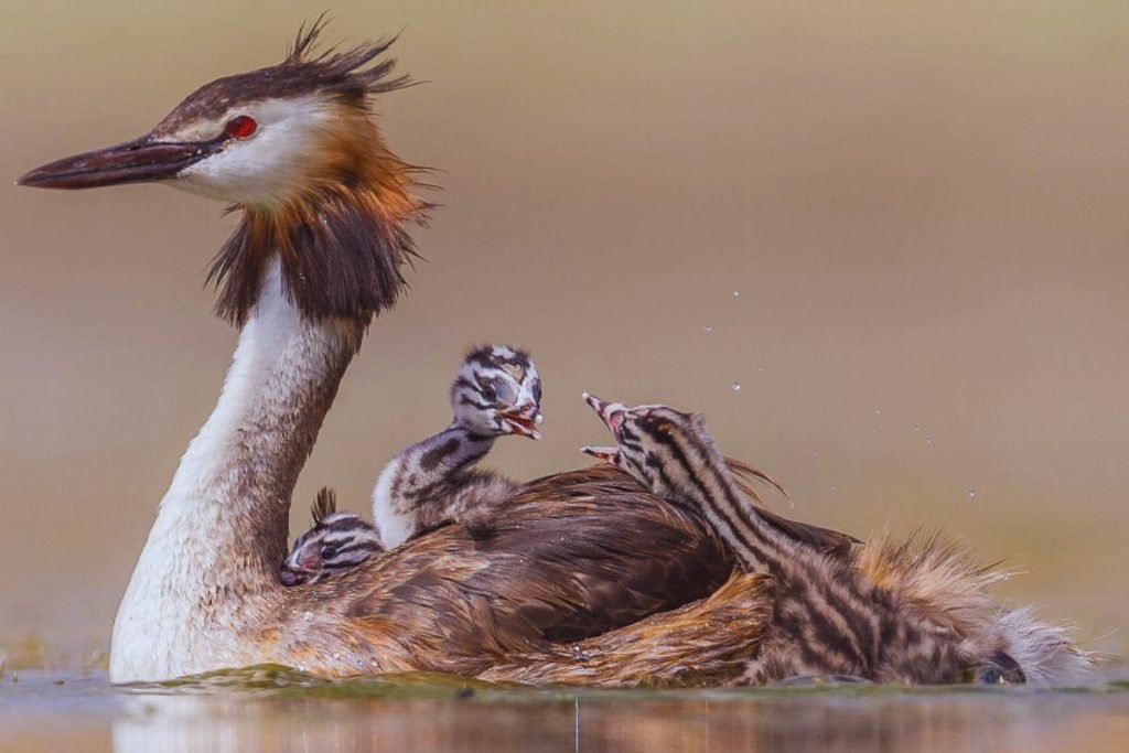 Great Crested Grebe 