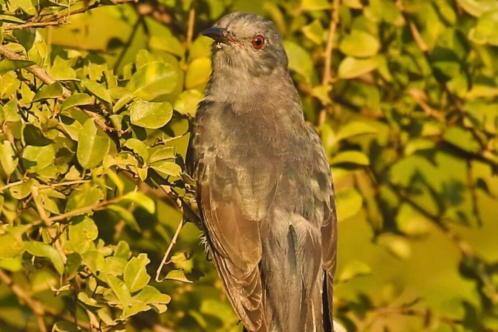 Grey-Bellied Cuckoo