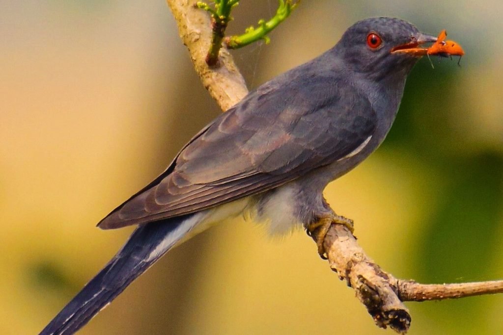 Grey-Bellied Cuckoo