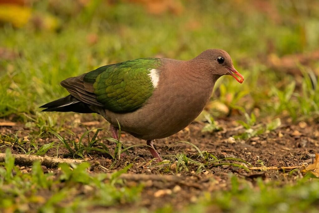 Common Emerald Dove