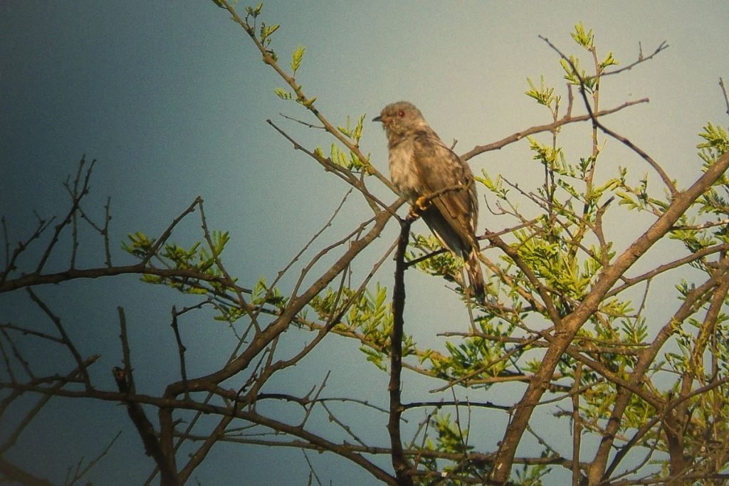 Grey-Bellied Cuckoo