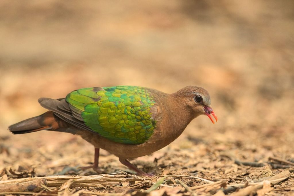 Common Emerald Dove