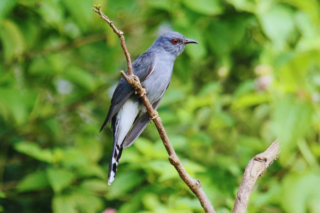 Grey-Bellied Cuckoo