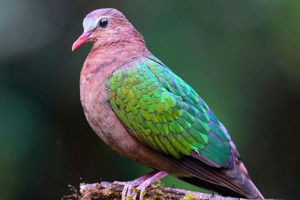 Common Emerald Dove