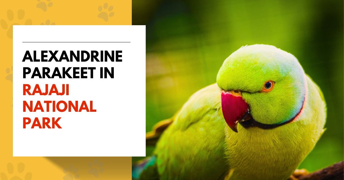 The Alexandrine Parakeet in Rajaji National Park