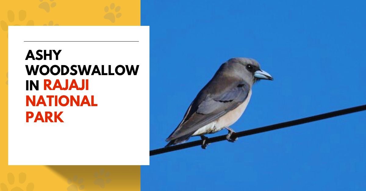 Ashy Woodswallow