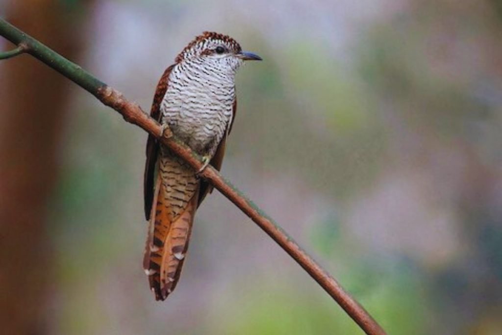 Banded Bay Cuckoo