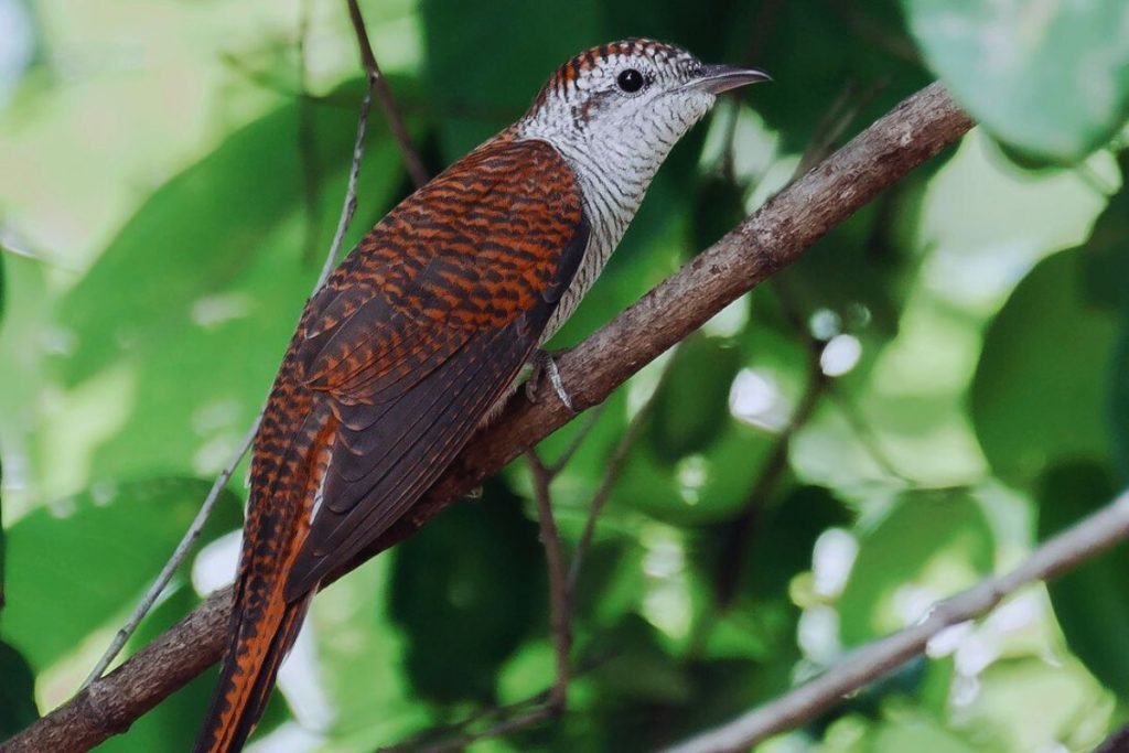 Banded Bay Cuckoo