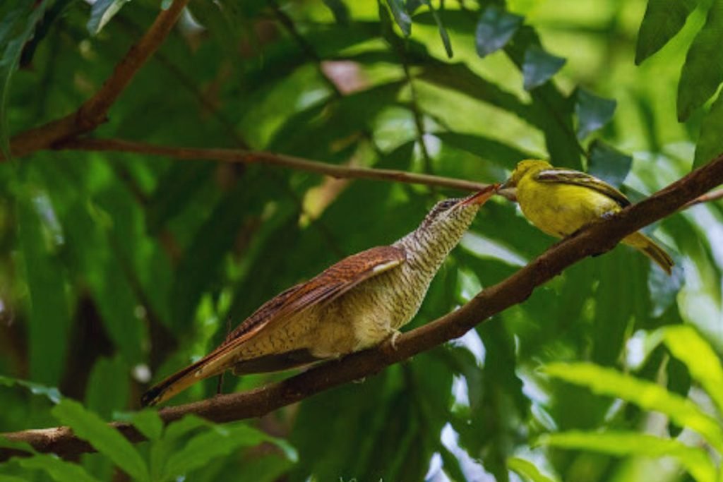 Banded Bay Cuckoo