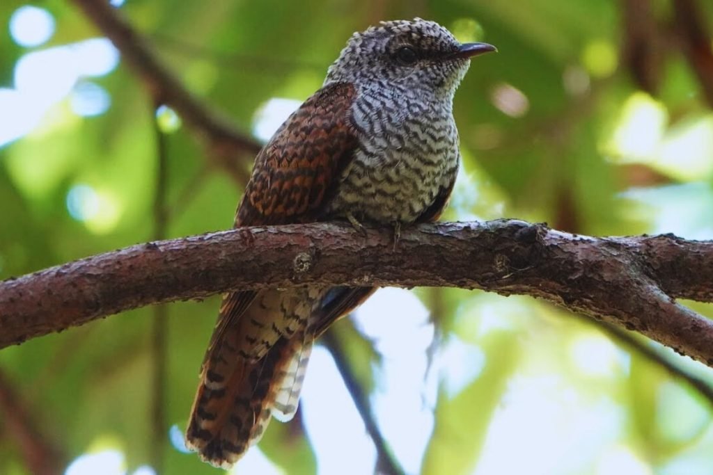 Banded Bay Cuckoo