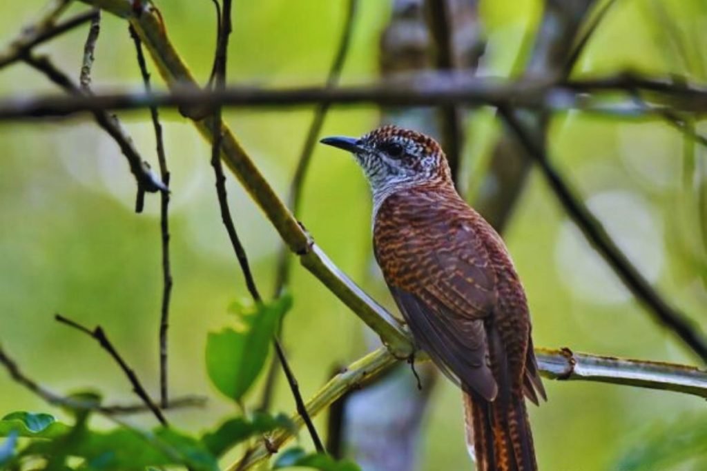 Banded Bay Cuckoo
