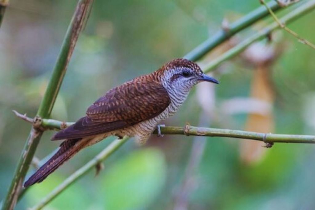 Banded Bay Cuckoo