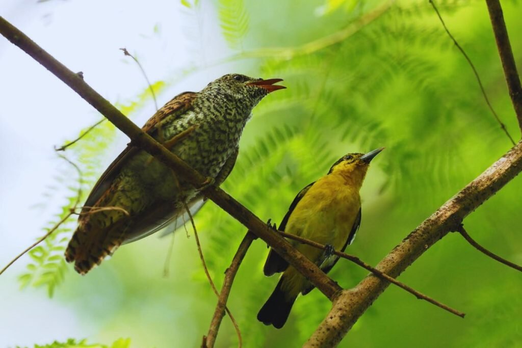 Banded Bay Cuckoo