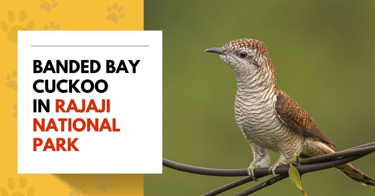 Banded Bay Cuckoo in Rajaji