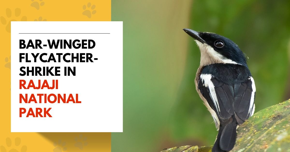 Bar-winged Flycatcher-Shrike in Rajaji National Park