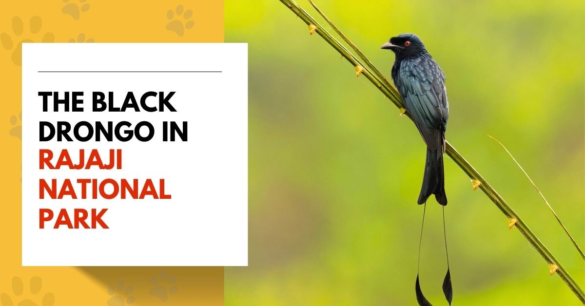 Black Drongo in Rajaji National Park