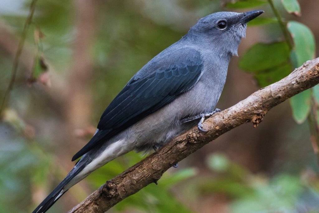Black-Winged Cuckooshrike
