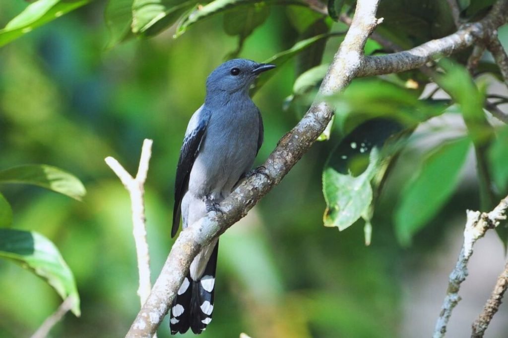 Black-Winged Cuckooshrike