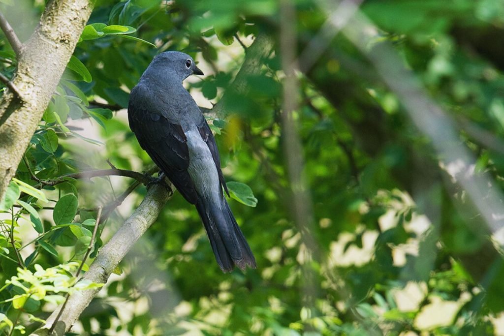 Black-Winged Cuckooshrike