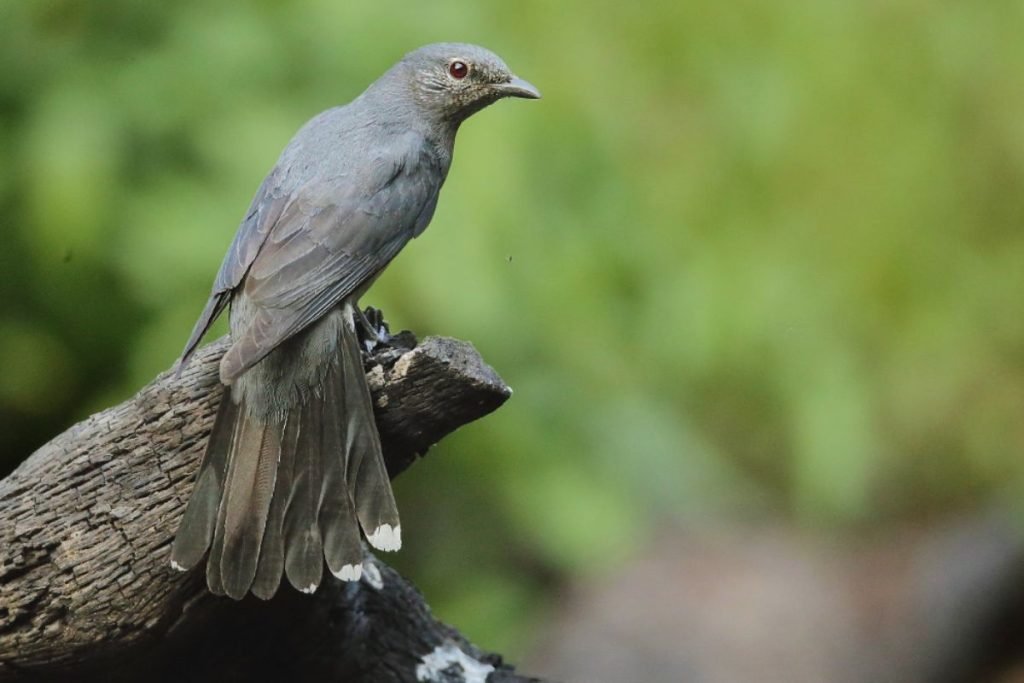 Black-Winged Cuckooshrike