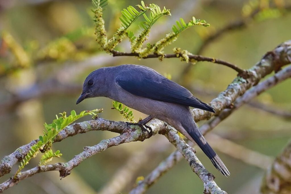 Black-Winged Cuckooshrike