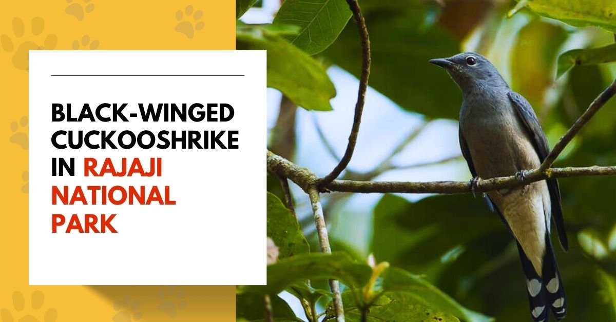 Black-Winged Cuckooshrike