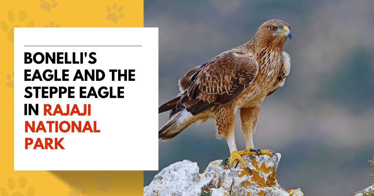 Bonelli's Eagle and the Steppe Eagle in Rajaji National Park