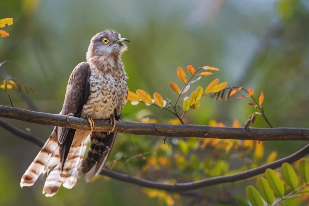 Common Hawk-Cuckoo