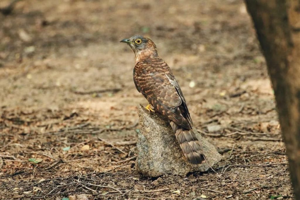Common Hawk-Cuckoo