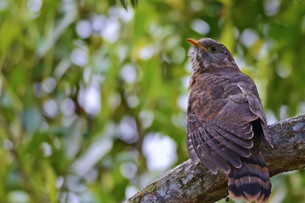 Common Hawk-Cuckoo