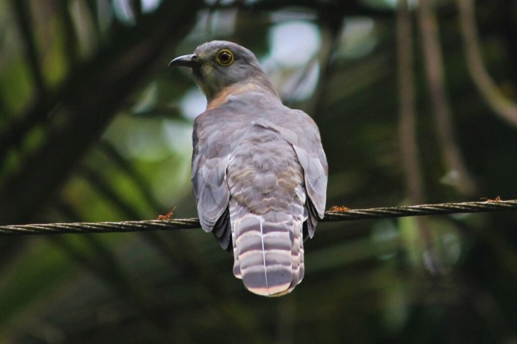 Common Hawk-Cuckoo