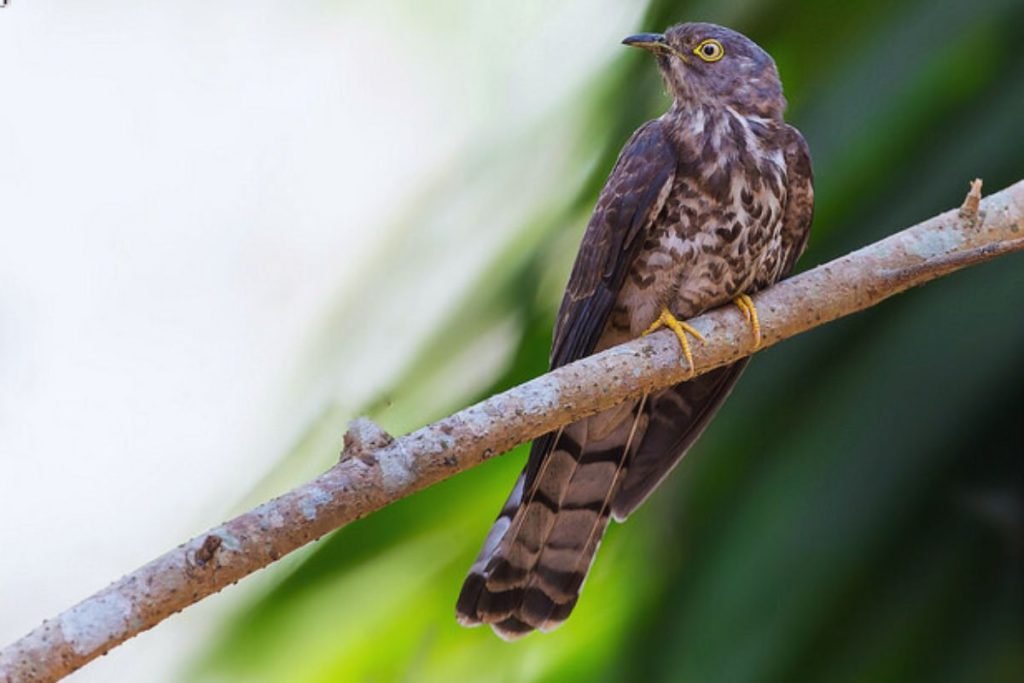 Common Hawk-Cuckoo
