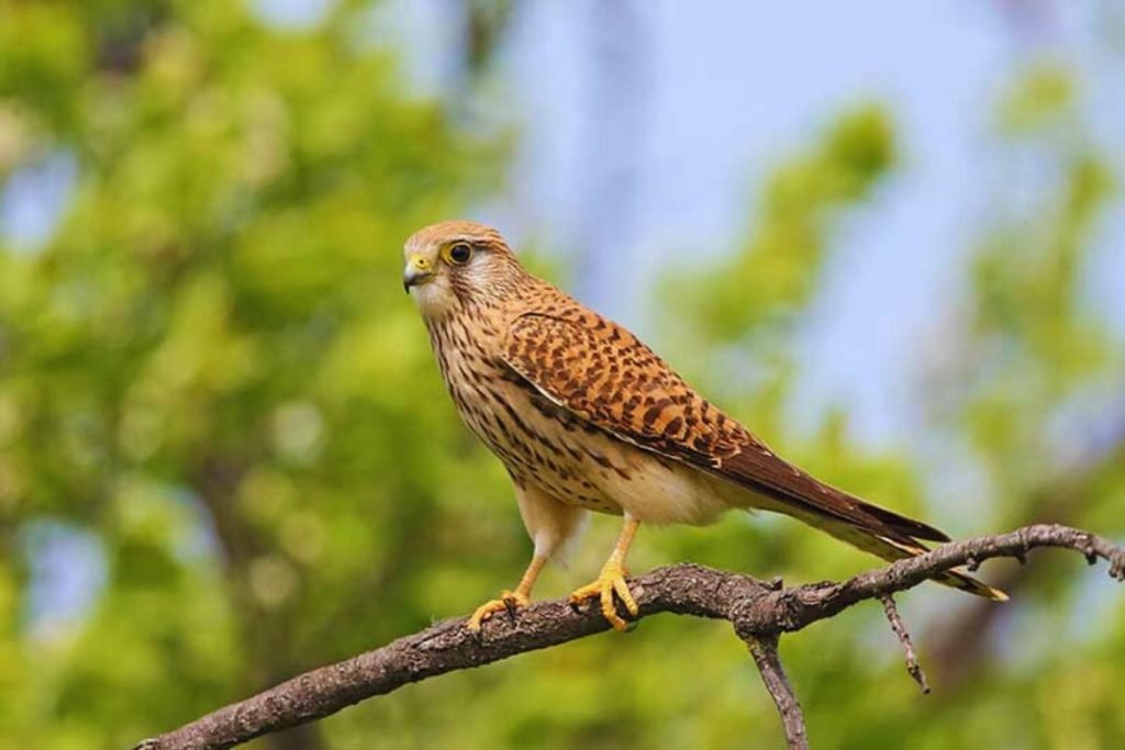 Common Kestrel