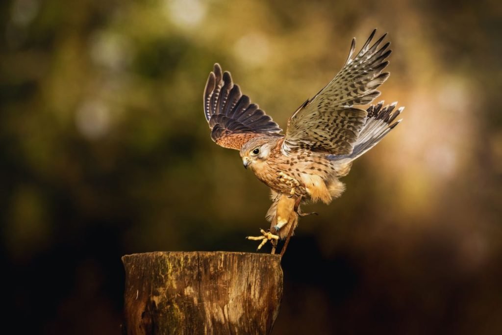 Common Kestrel